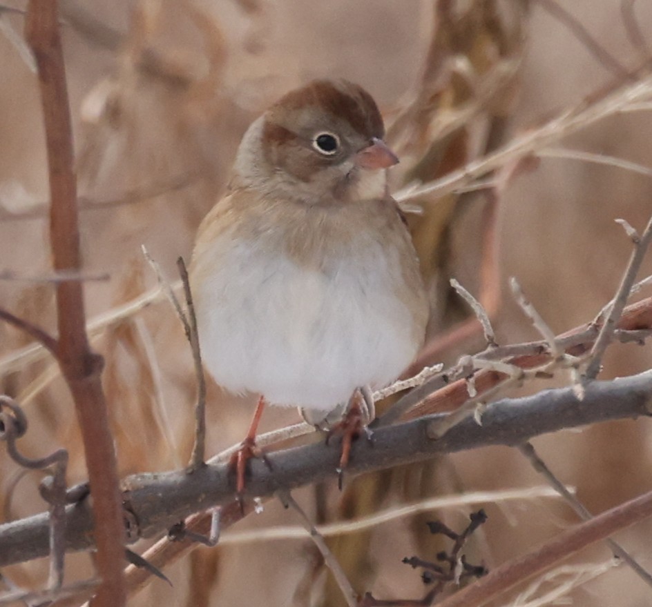 Field Sparrow - ML646458930