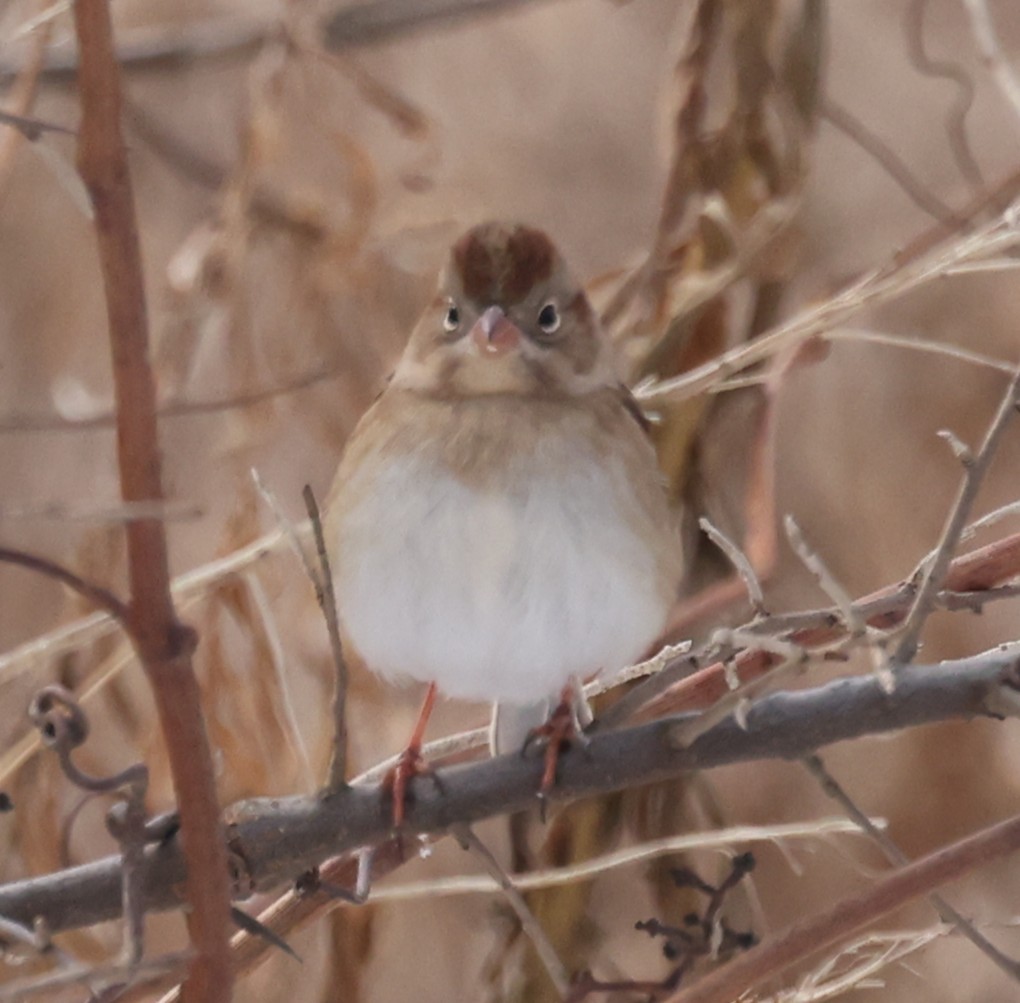 Field Sparrow - ML646458931