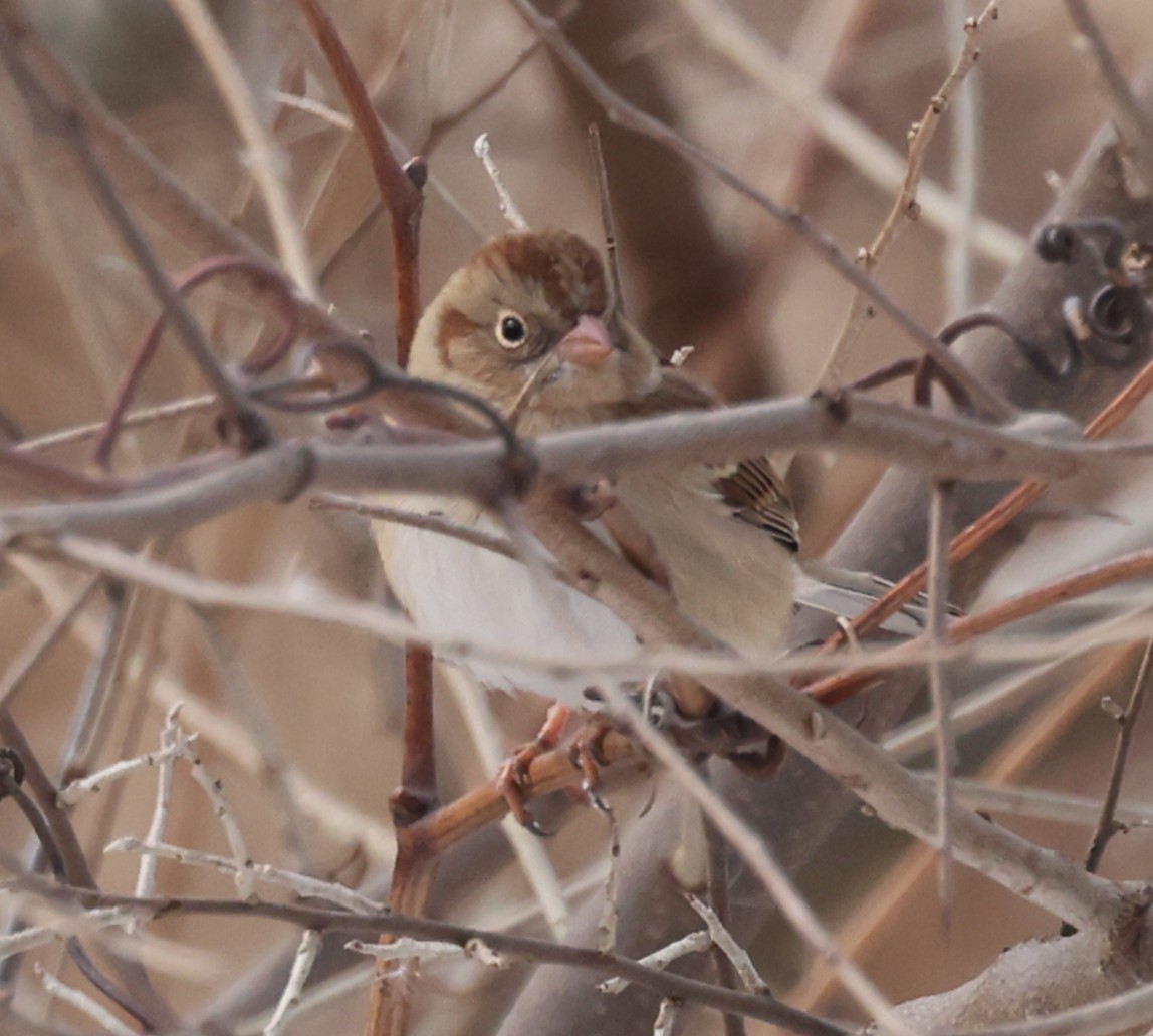 Field Sparrow - ML646458932