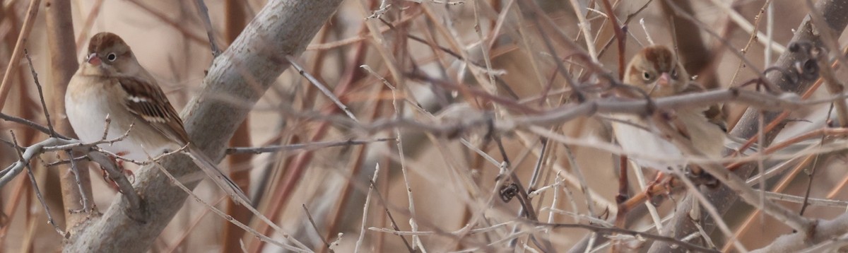 Field Sparrow - ML646458933