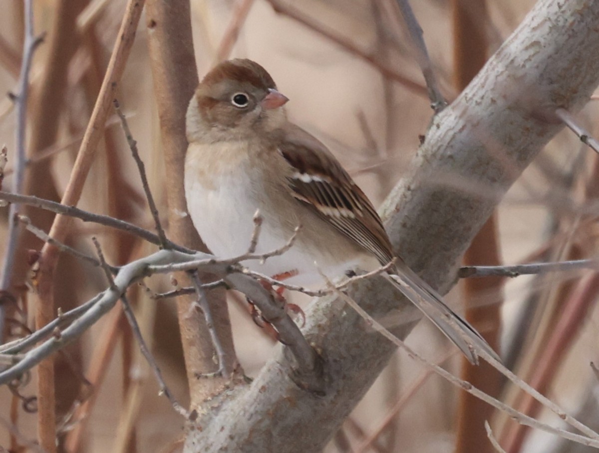 Field Sparrow - ML646458934
