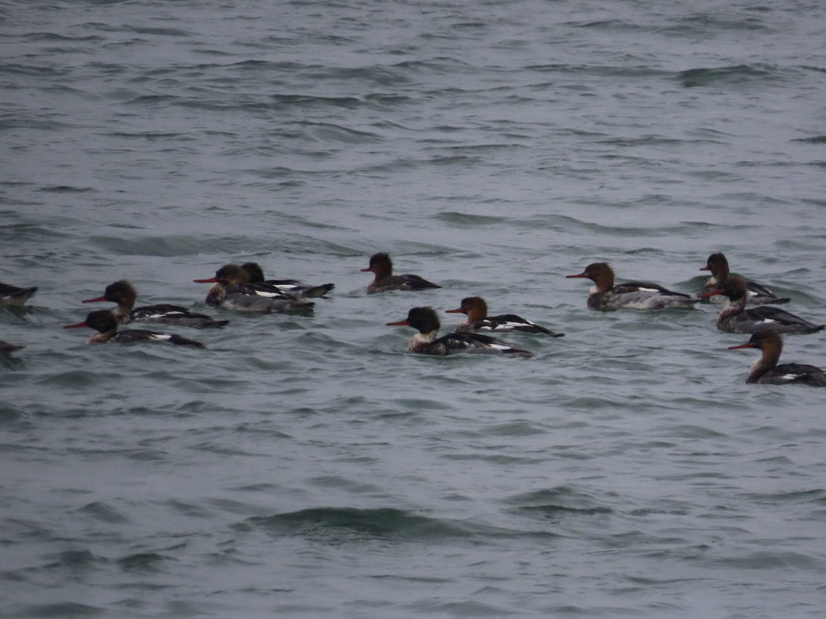 Red-breasted Merganser - ML646458938