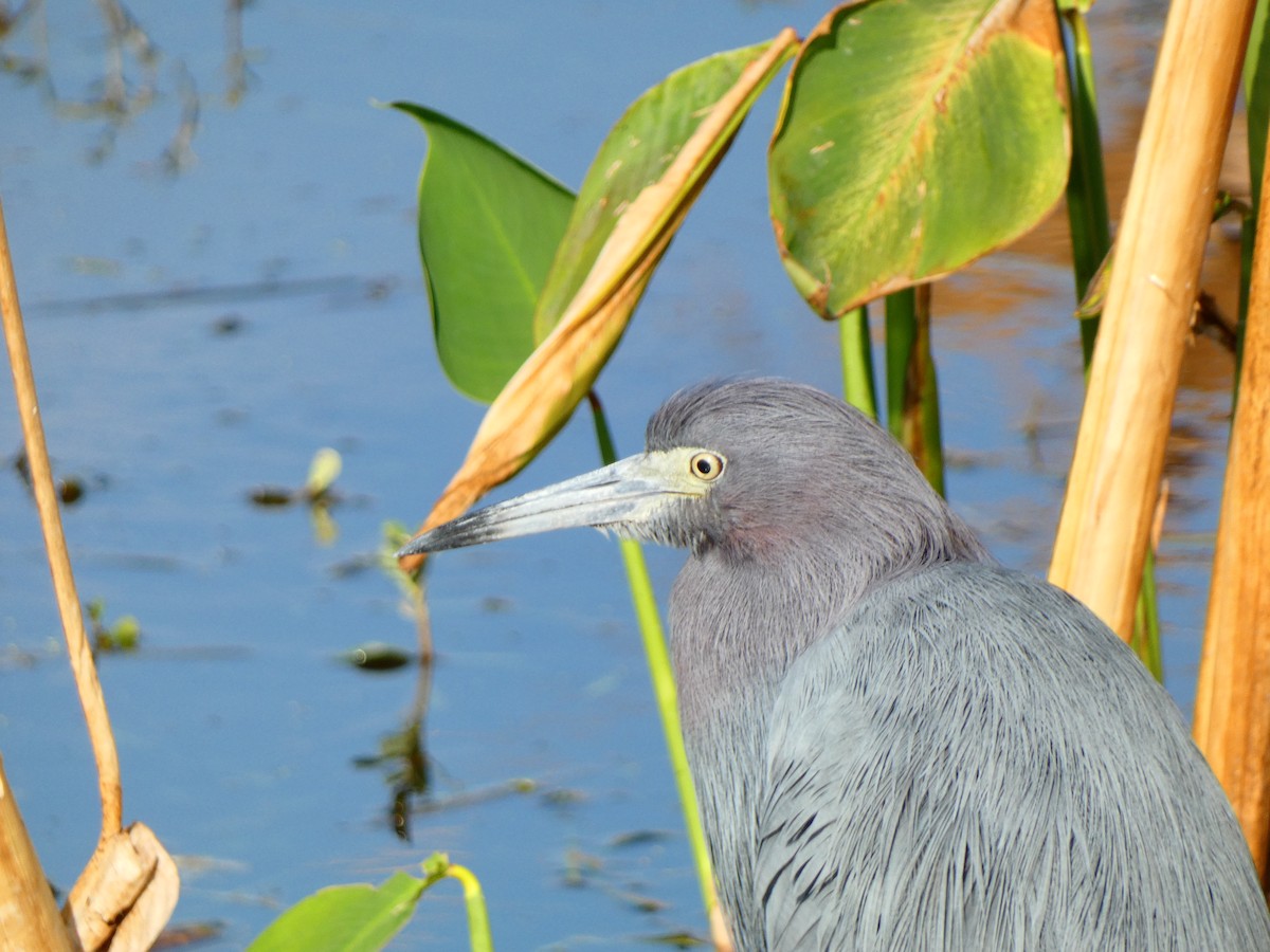 Little Blue Heron - ML646458940