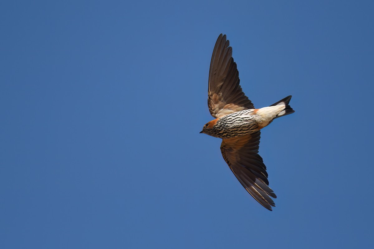 Lesser Striped Swallow - ML646458943
