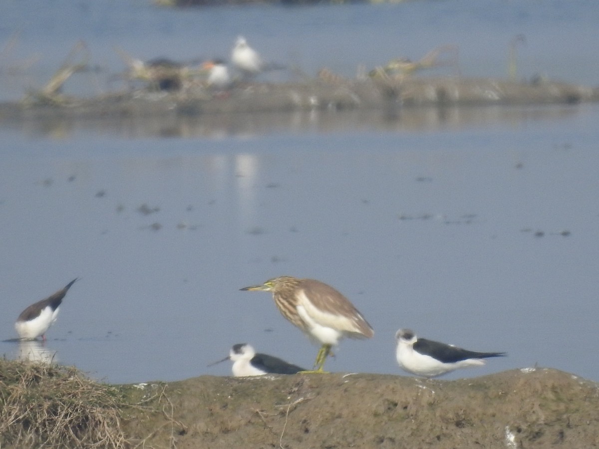 Indian Pond-Heron - ML646458944