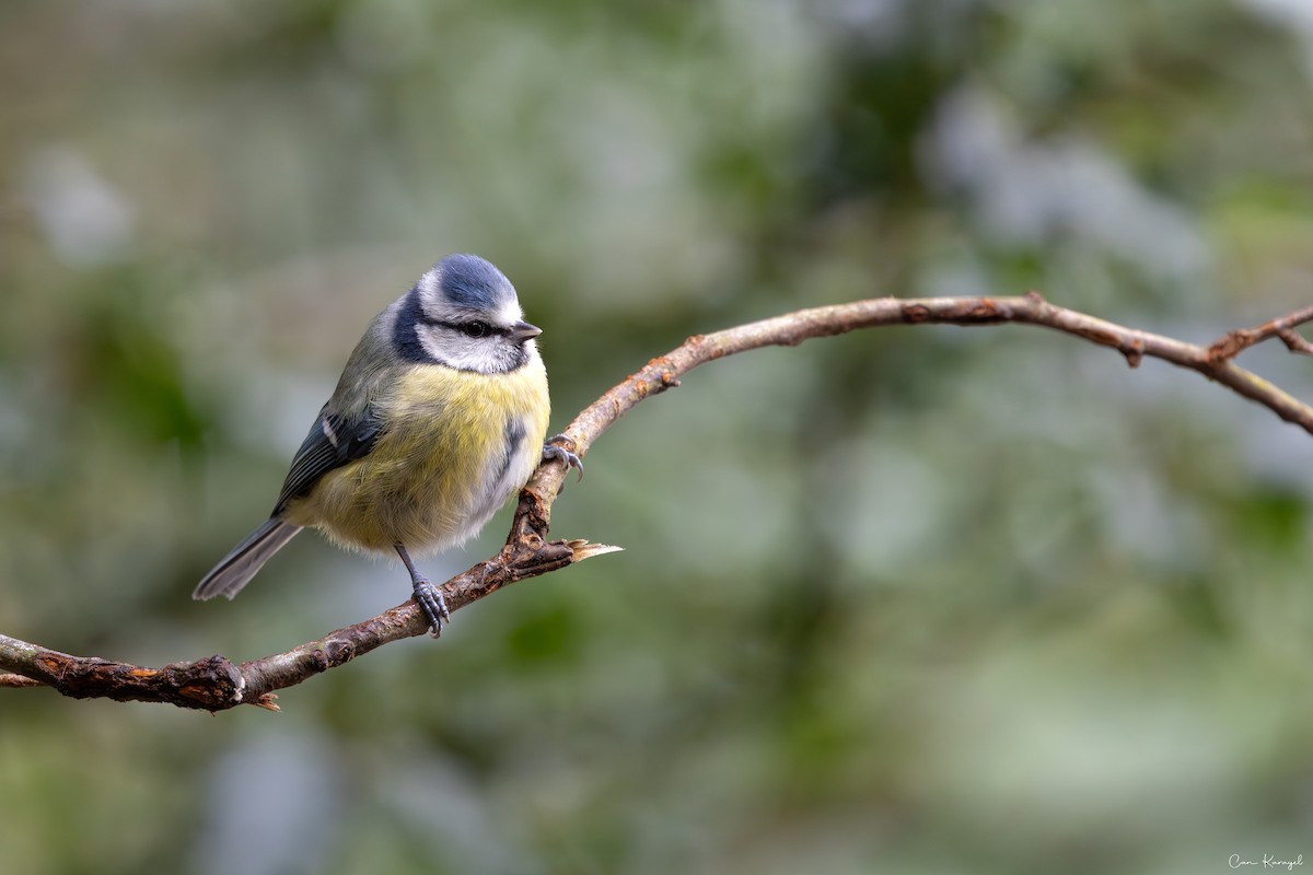 Herrerillo Común - ML646458945