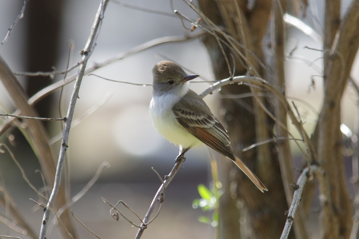Ash-throated Flycatcher - ML646458947