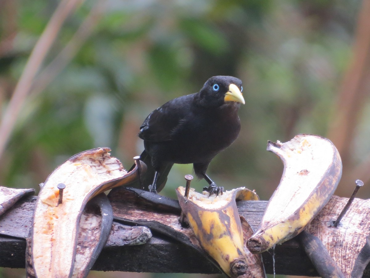 Scarlet-rumped Cacique - ML646458955