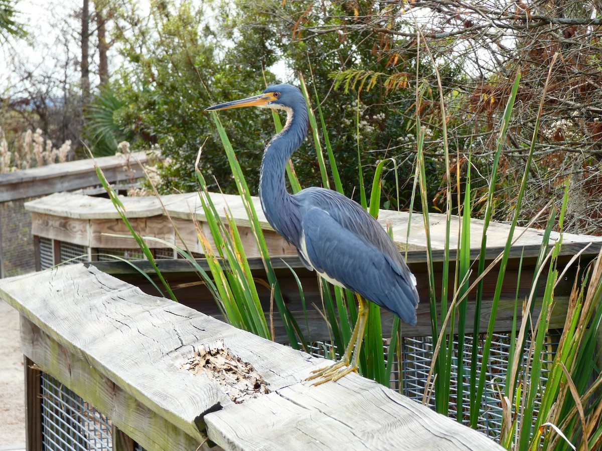 Tricolored Heron - ML646458958