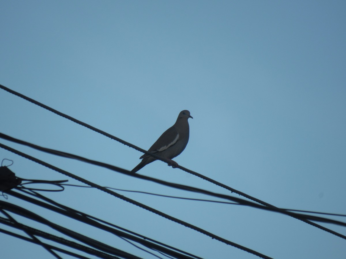 White-winged Dove - ML646458962