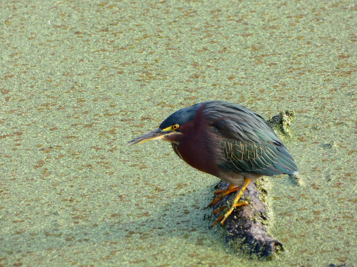 Green Heron (virescens/bahamensis) - ML646458963