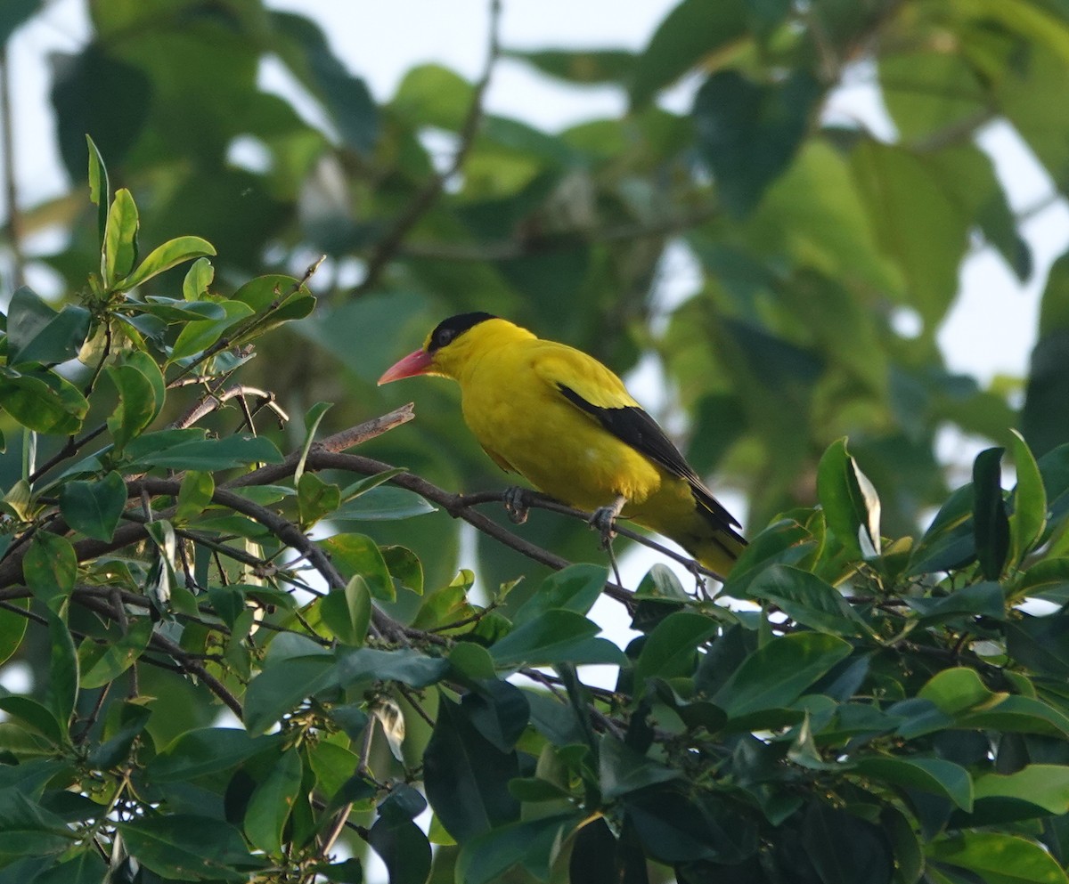 Black-naped Oriole (Philippine) - ML646458964