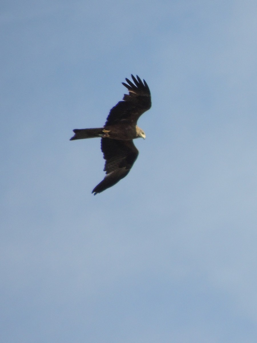 Black Kite - ML646458970