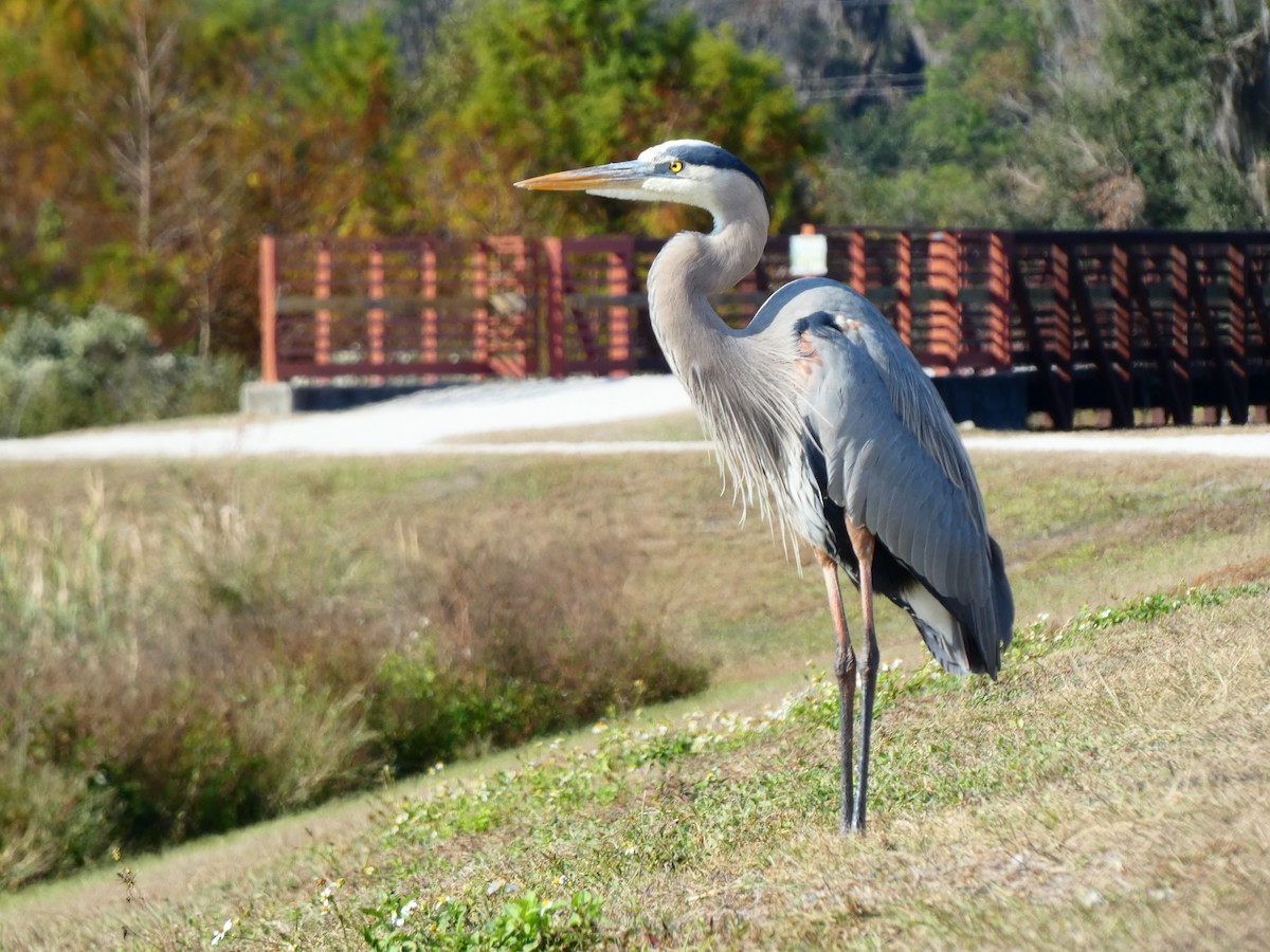 Great Blue Heron (Great Blue) - ML646458971