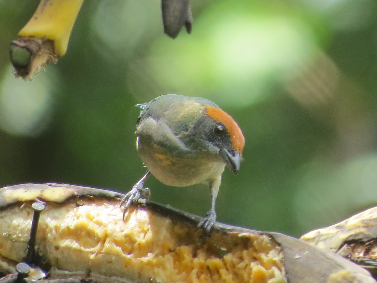 Scrub Tanager - ML646458973