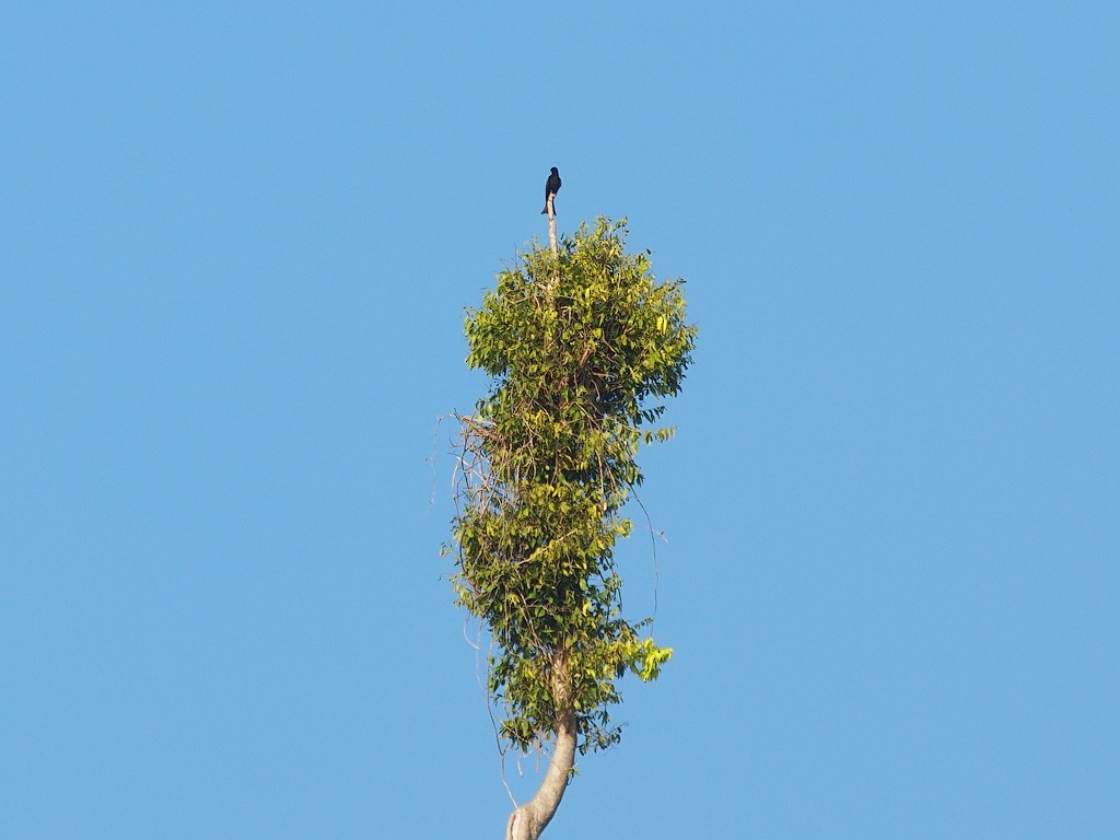 Spangled Drongo (Halmahera) - ML646458979