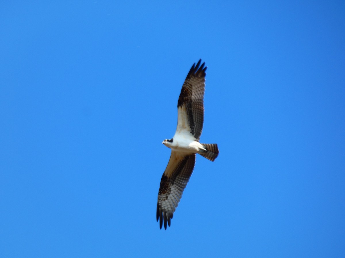 魚鷹(carolinensis) - ML646458981