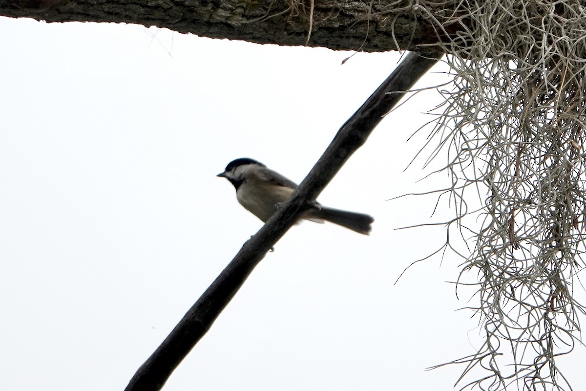 Carolina Chickadee - ML646458985