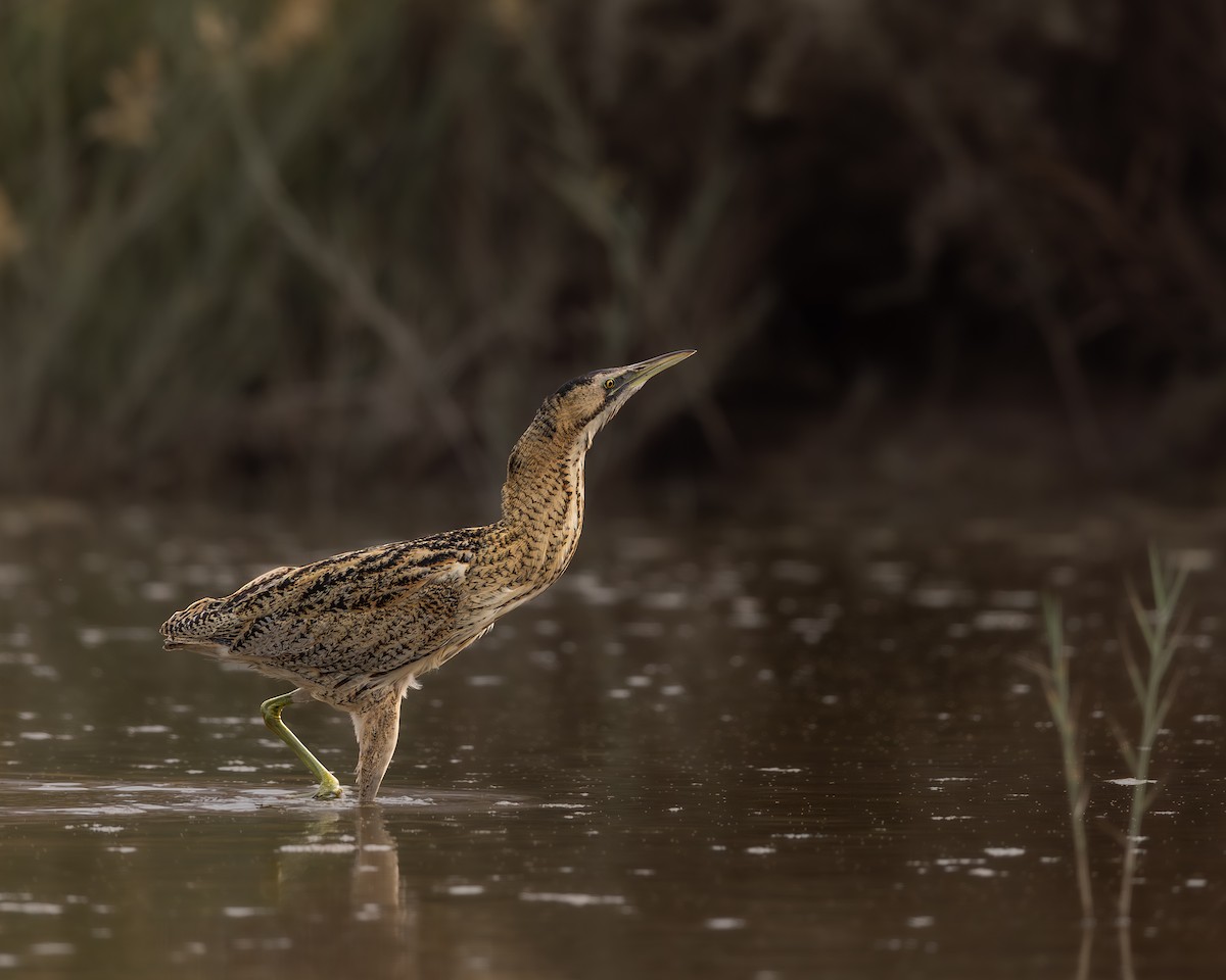 Eurasian Bittern - ML646458986