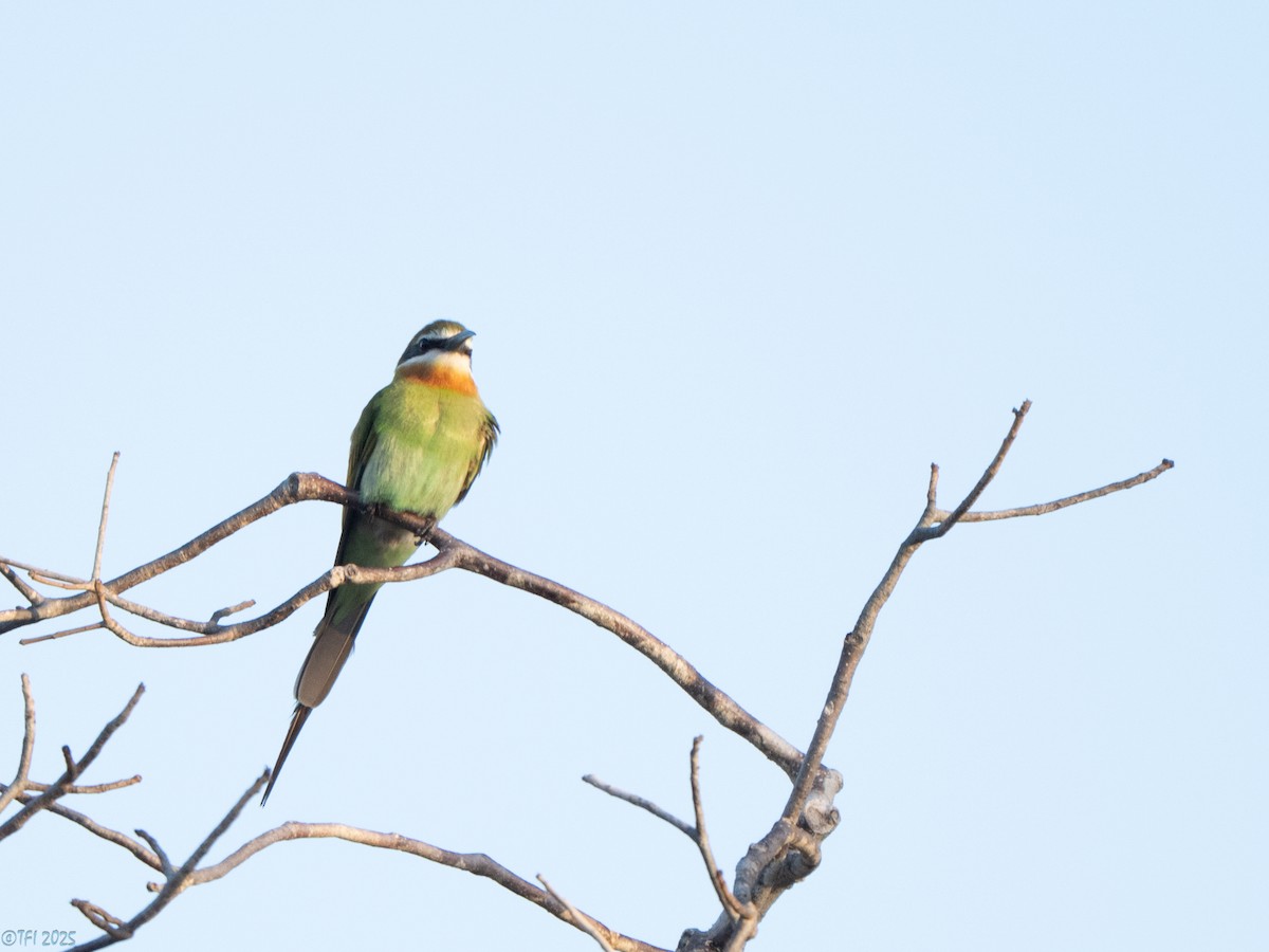 Olive Bee-eater - ML646458987