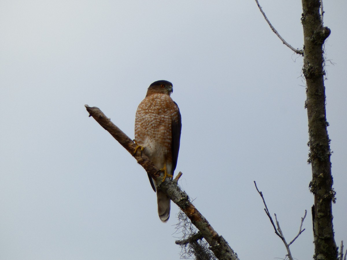 Cooper's Hawk - ML646458991
