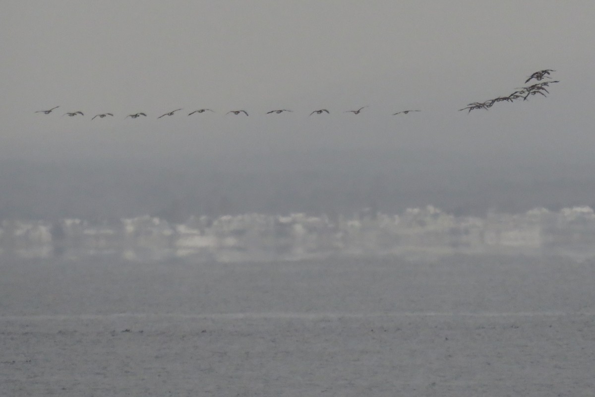 Canada Goose - ML646458992
