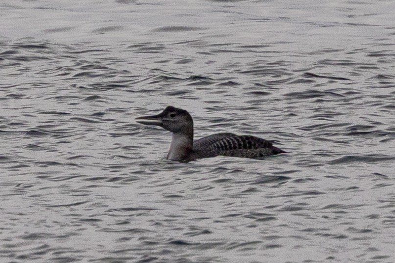 Common Loon - ML646458993