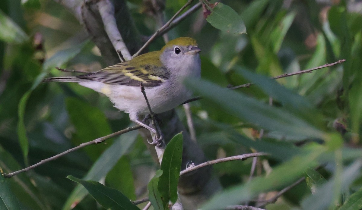 ワキチャアメリカムシクイ - ML646458994