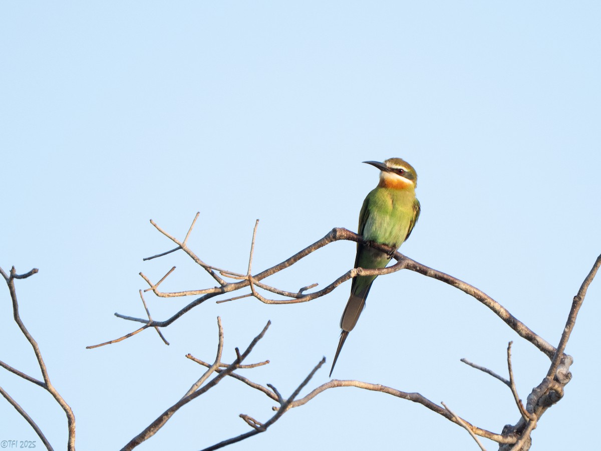 Olive Bee-eater - ML646458995