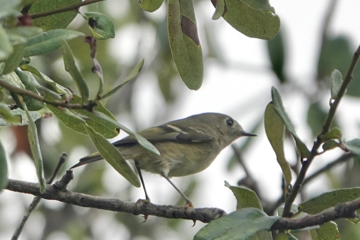 Ruby-crowned Kinglet - ML646458996