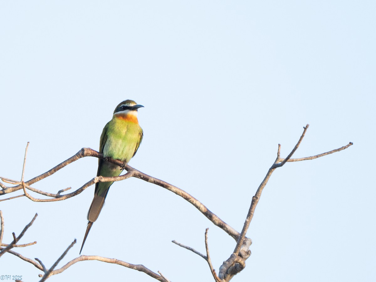 Olive Bee-eater - ML646458997