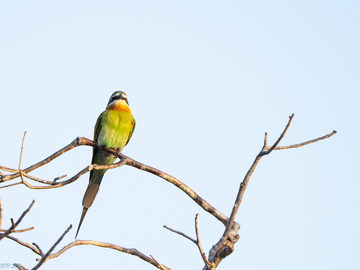 Olive Bee-eater - ML646458998