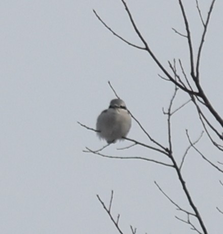 Northern Shrike - ML646458999