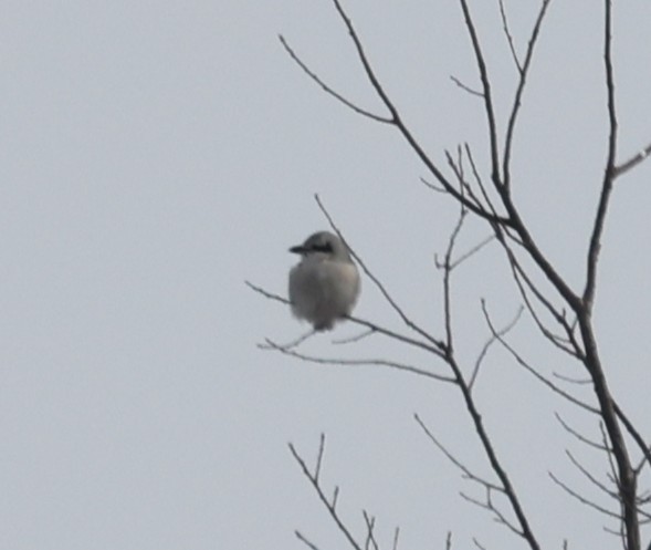 Northern Shrike - ML646459000