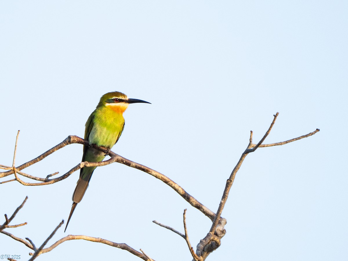 Olive Bee-eater - ML646459004