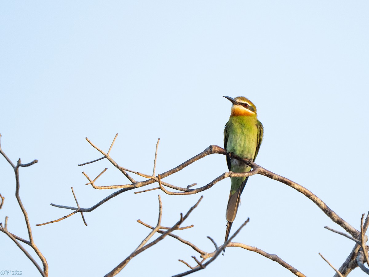 Olive Bee-eater - ML646459006
