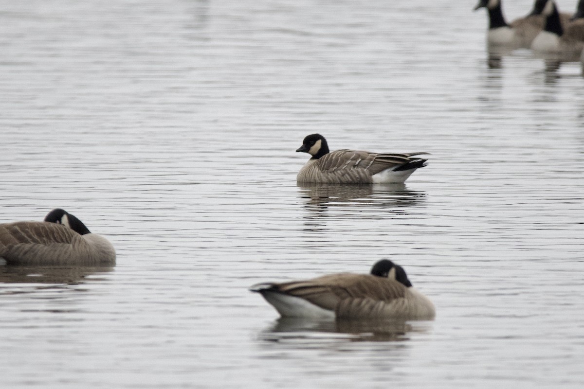 berneška malá - ML646459007