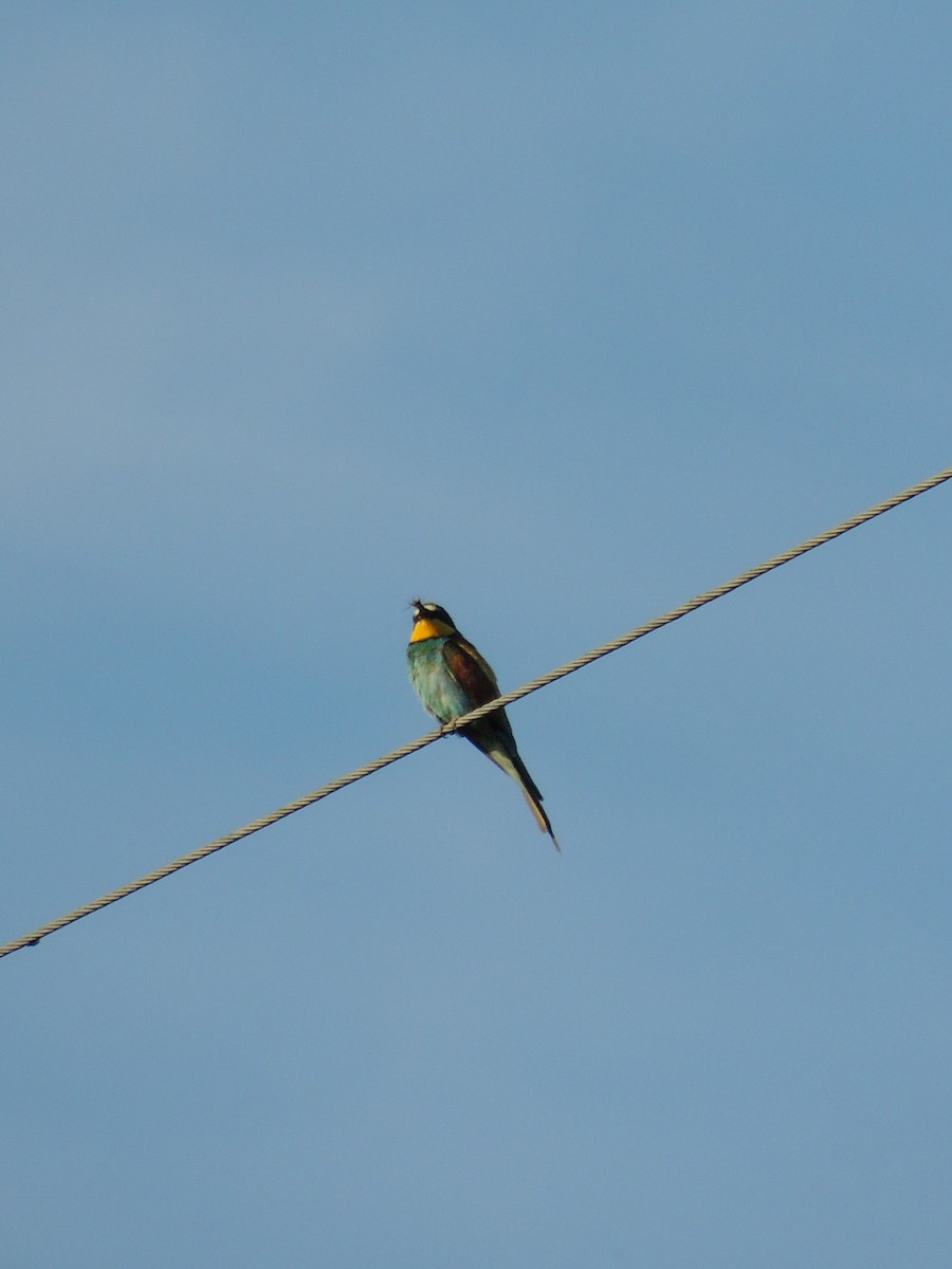 European Bee-eater - ML646459008