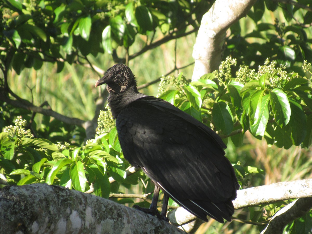 Black Vulture - ML646459010