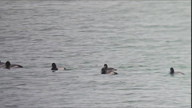 コスズガモ - ML646459011