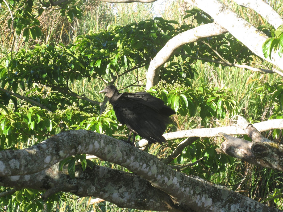 Black Vulture - ML646459012
