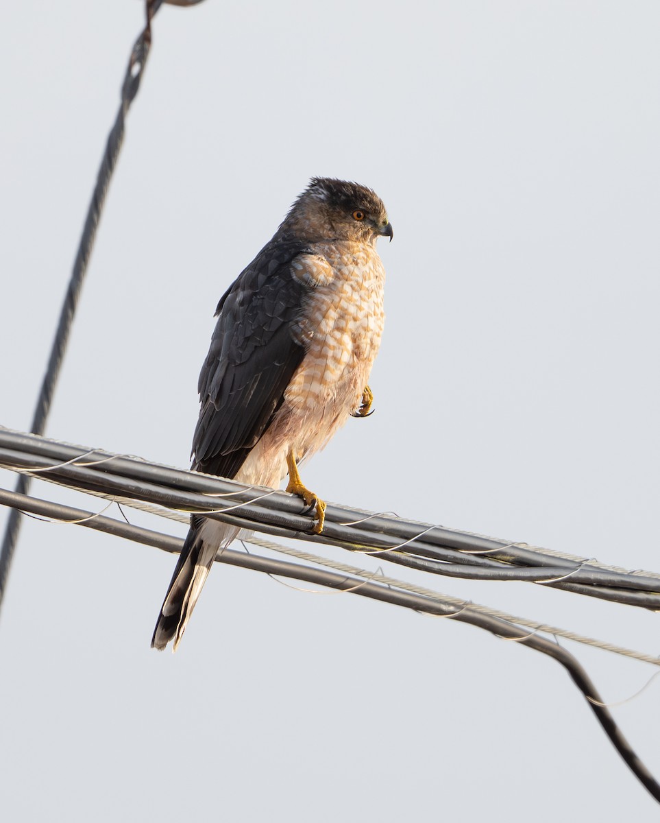 Cooper's Hawk - ML646459013