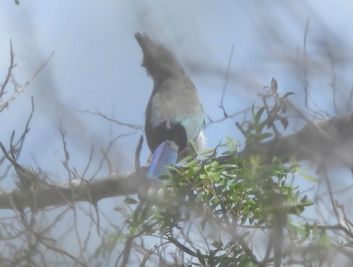 kukalka vlasatá - ML646459014