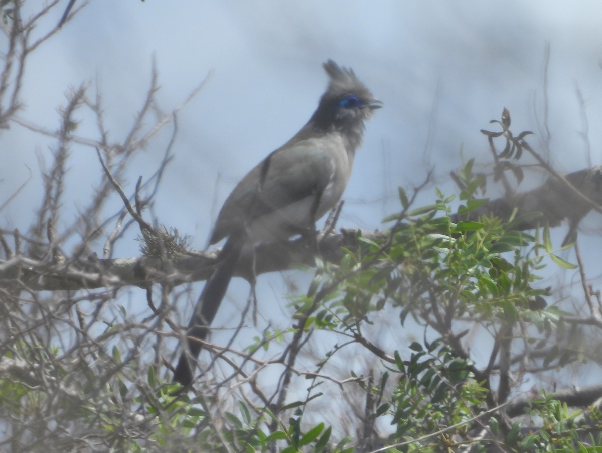 kukalka vlasatá - ML646459015