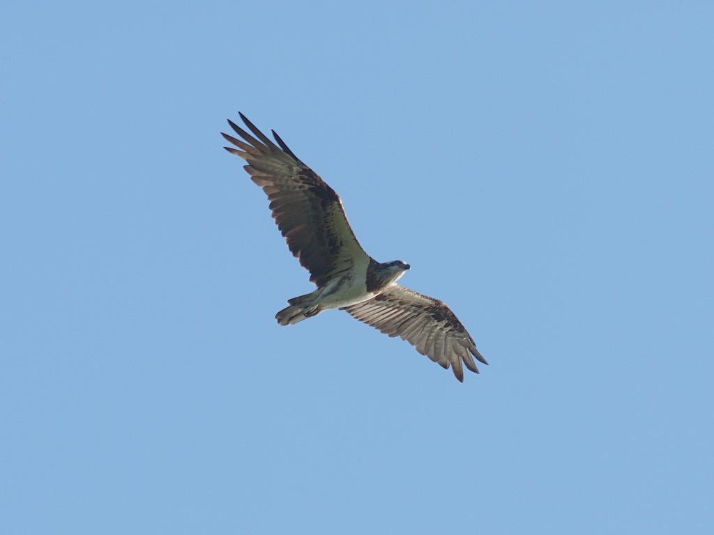 Osprey (Australasian) - ML646459016