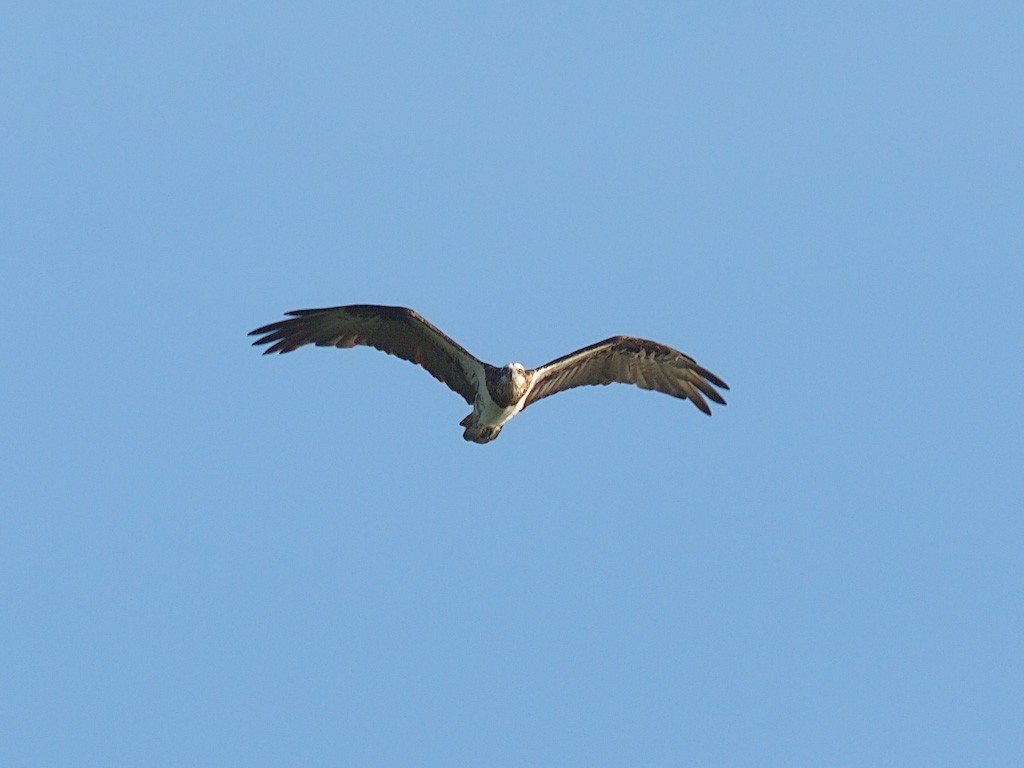 Osprey (Australasian) - ML646459017