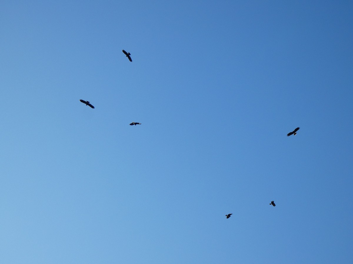 Snail Kite - ML646459018