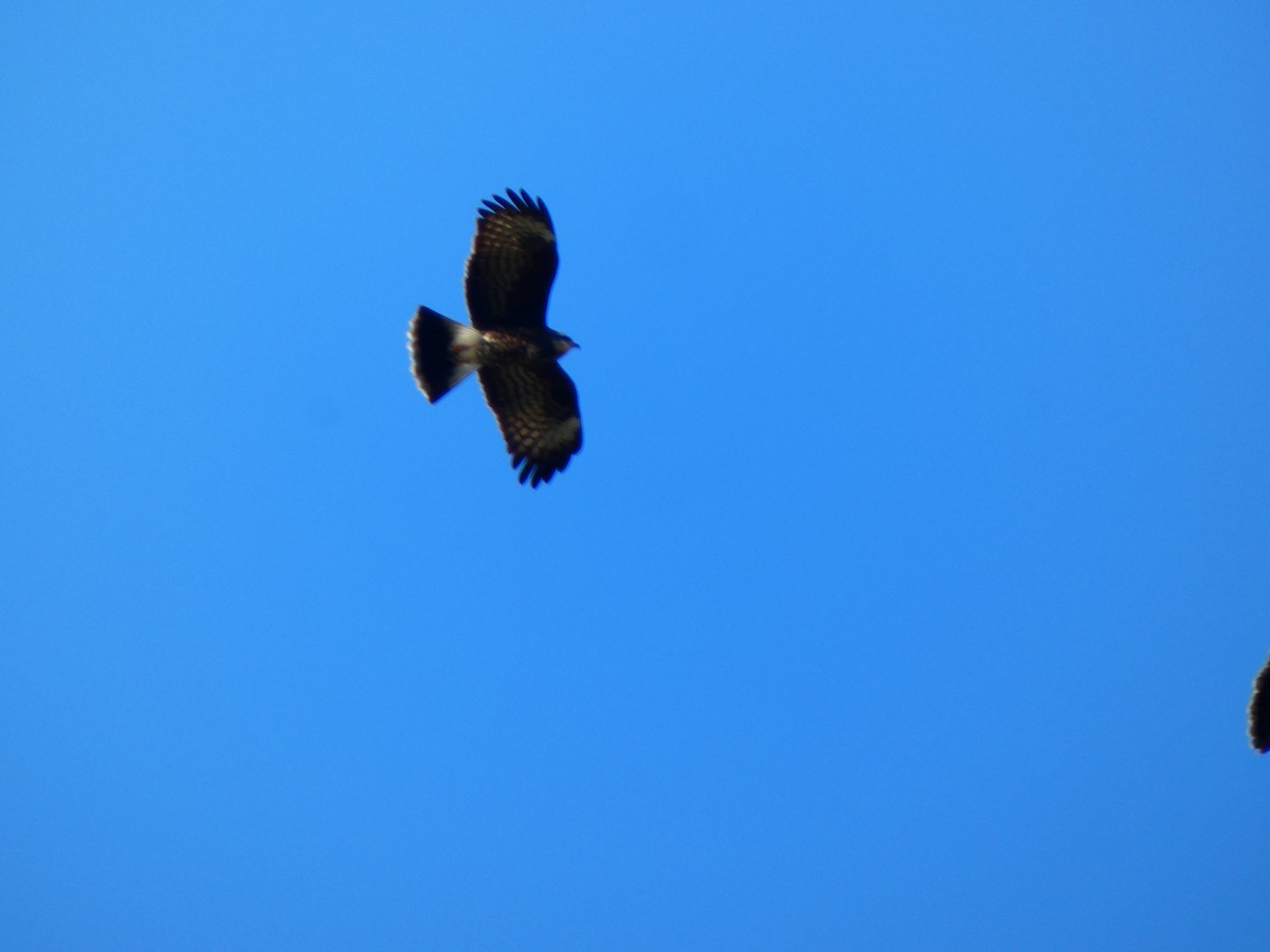 Snail Kite - ML646459019