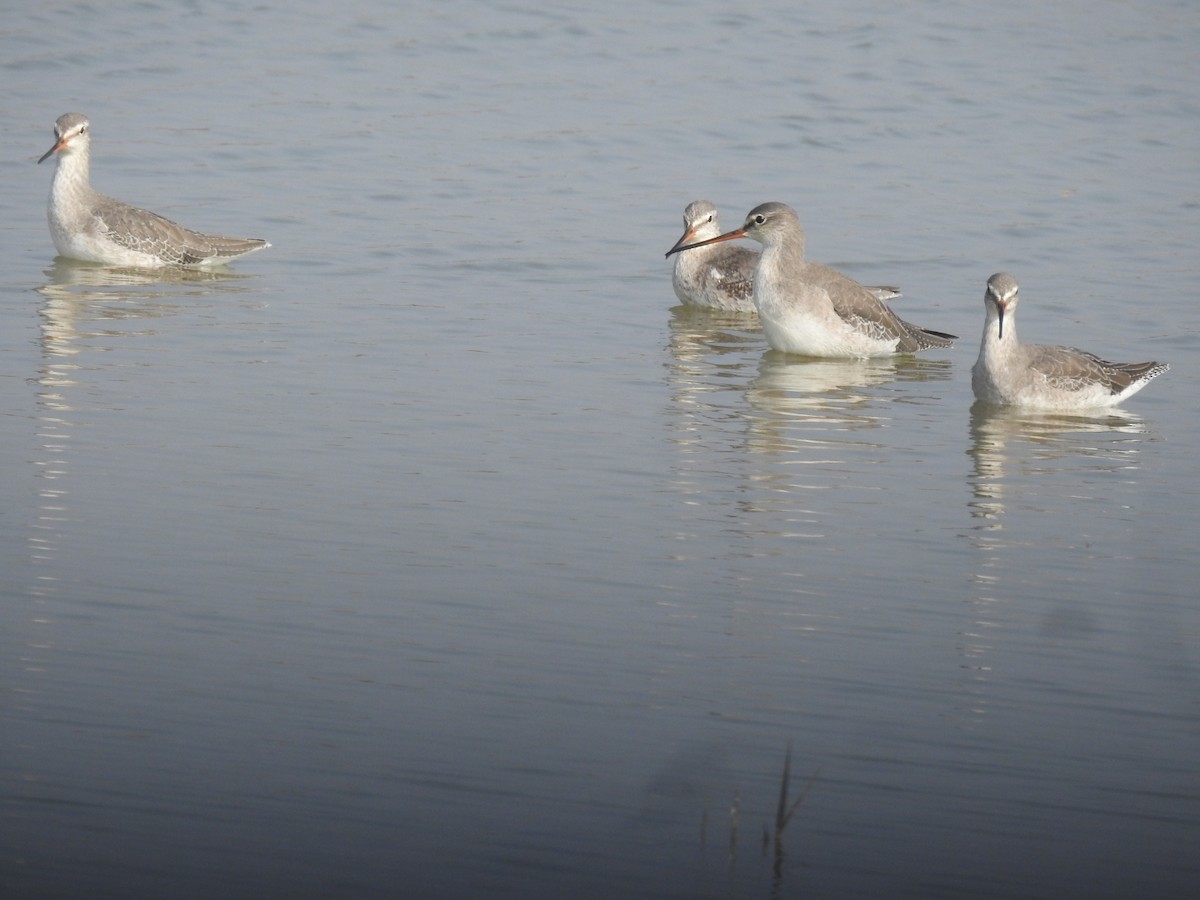 Spotted Redshank - ML646459026