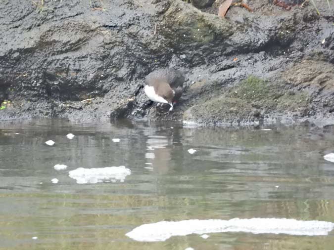 skorec vodní - ML646459030